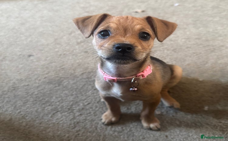 Mixed Breed dogs - Advert 3