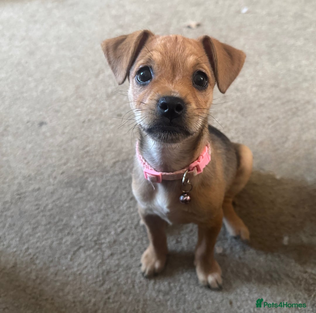 Mixed Breed dogs for sale:  Puggle x Patterdale Puppies - Image 1