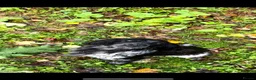 Cocker Spaniel dogs for sale: Health tested working cocker spaniels  - Advert 19