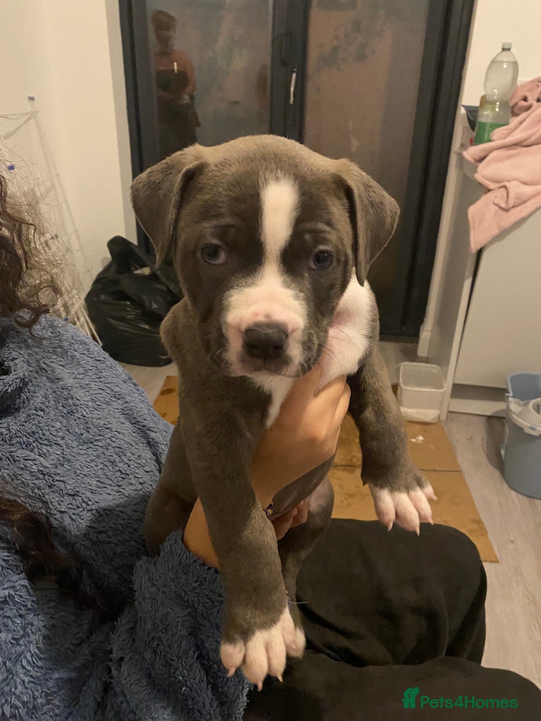 Mixed Breed dogs for sale: Scott American Bulldog Cross  - Advert 13