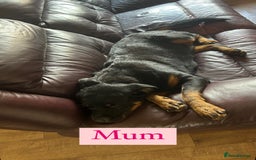 Rottweiler dogs for sale: 2 girls remaining  - Image 14