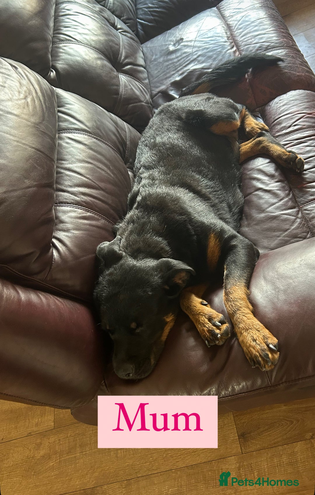 Rottweiler dogs for sale: 2 girls remaining  - Image 14
