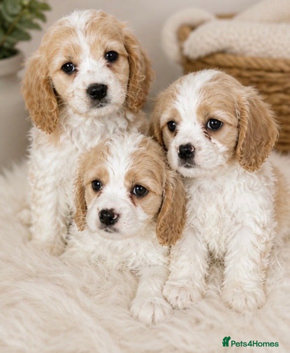 Cavachon dogs Adorable litter Cavachon Puppies - Advert 16