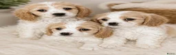 Cavachon dogs for sale: Adorable litter Cavachon Puppies in Queenborough - Advert 2