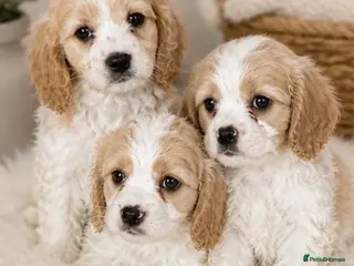 Cavachon dogs Adorable litter Cavachon Puppies - Advert 16