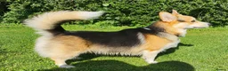Welsh Corgi Pembroke dogs for stud: Proven Welsh Pembroke Corgi Stud  - Advert 3