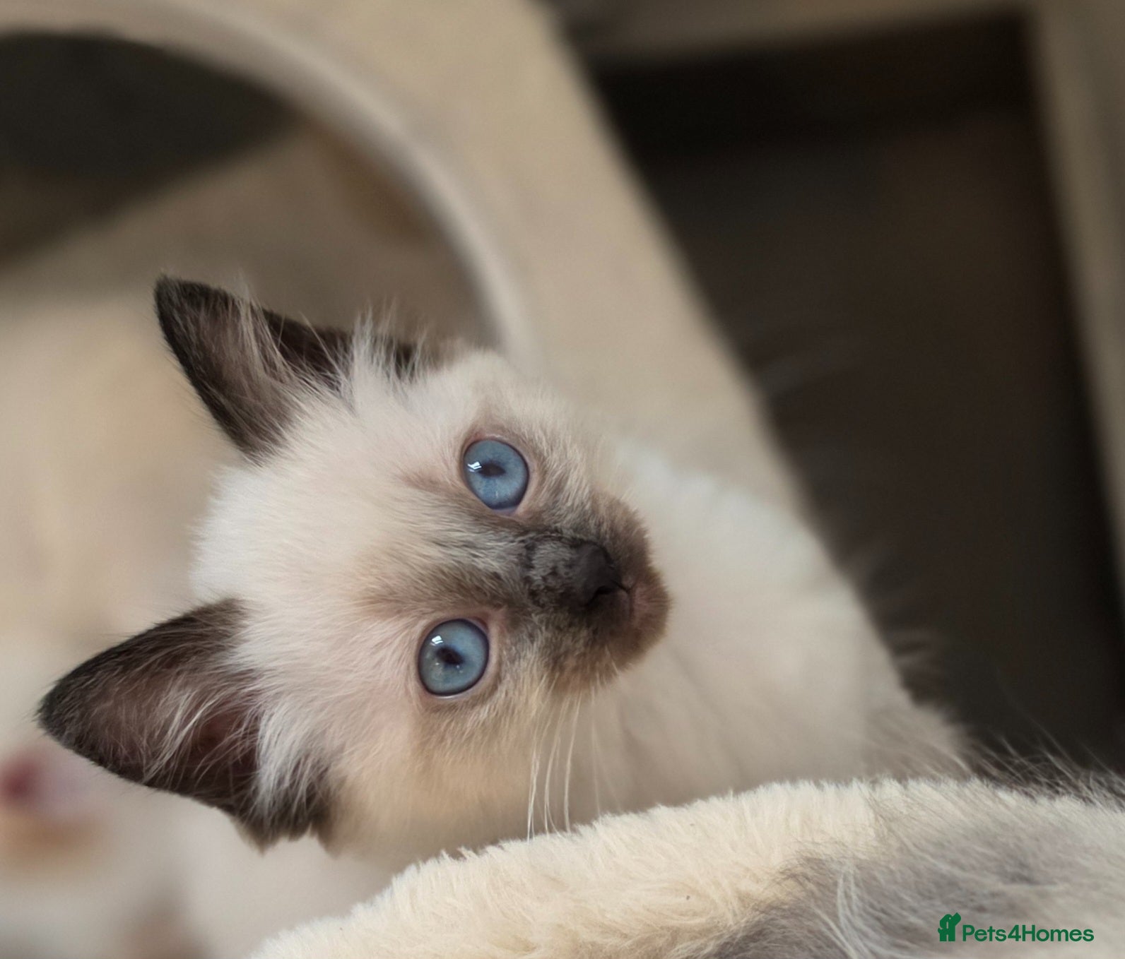 Ragdoll cats ragdoll  kittens ready 1 boy 1 girl left - Advert 13