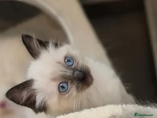 Ragdoll cats ragdoll kittens ready 1 boy 1 girl left - Advert 13