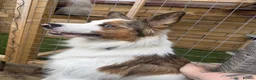 Welsh Collie dogs for sale: Welsh Collie - Advert 7