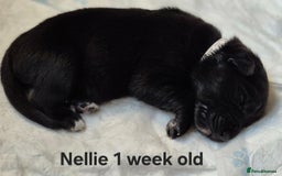 Border Collie dogs for sale: Border Collie pups - Image 14