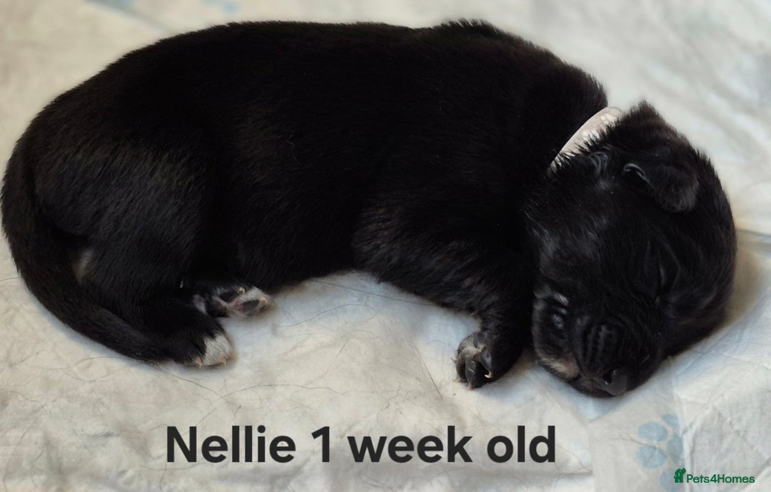 Border Collie dogs for sale: Border Collie pups - Image 14
