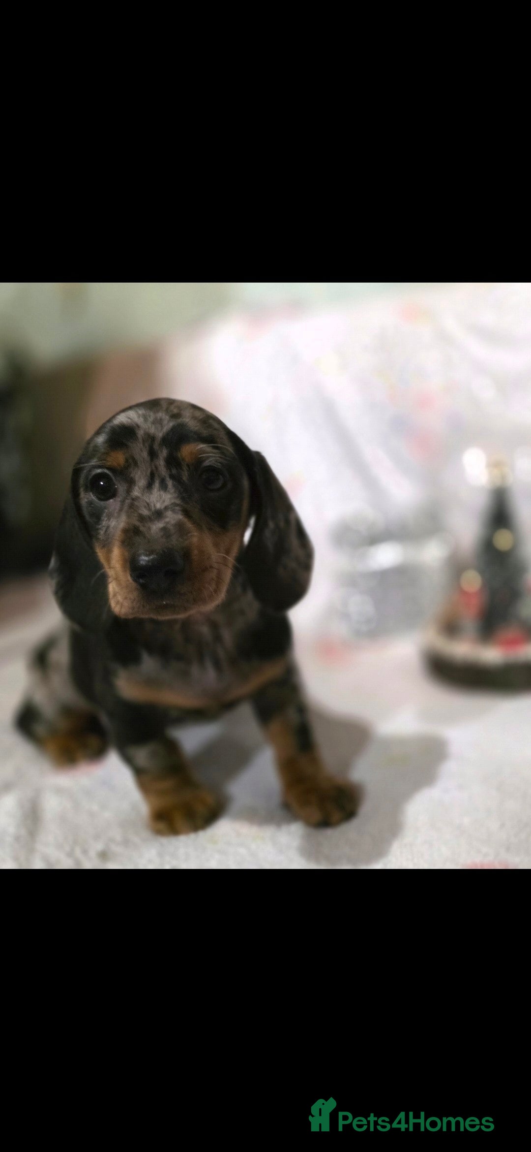 Dachshund dogs for sale: Beautifull puppies  - Advert 1