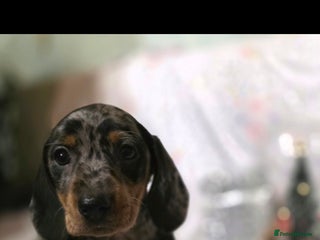 Dachshund dogs Beautifull puppies - Advert 9