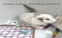 Ragdoll cats for sale: Ragdoll Kittens From Health Tested Parents. - Image 1