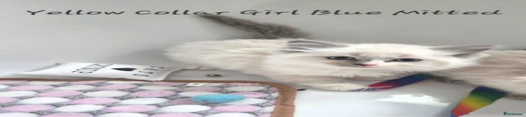 Ragdoll Kitten 5