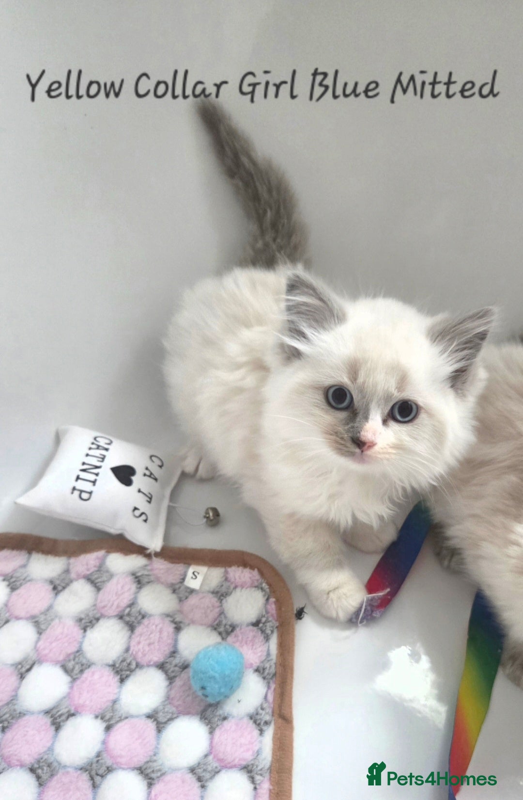 Ragdoll cats for sale: Ragdoll Kittens From Health Tested Parents. - Image 1
