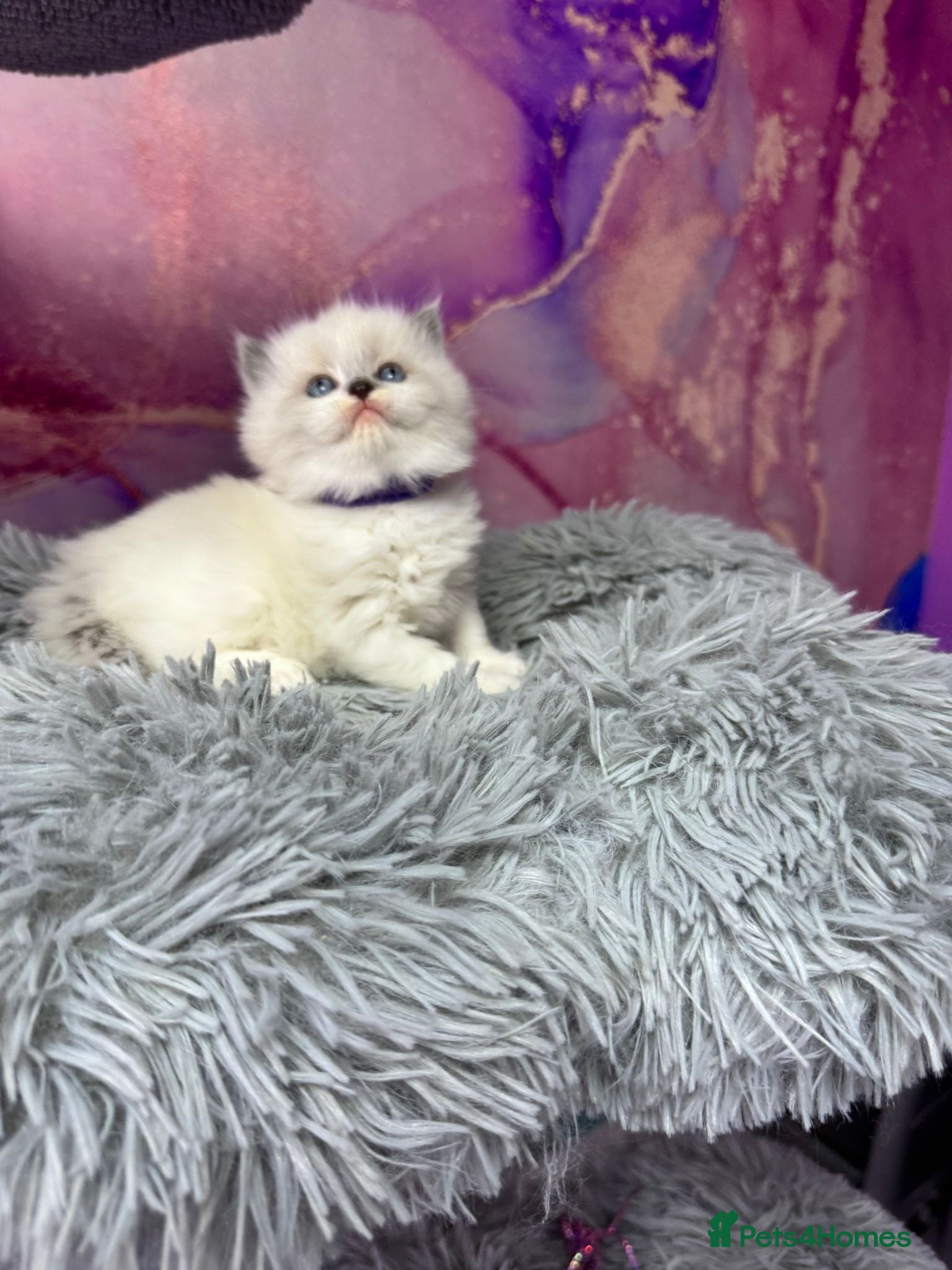 Ragdoll cats Blue mitted ragdoll Chinese bloodline  - Advert 1