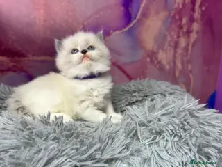 Ragdoll cats Blue mitted ragdoll Chinese bloodline - Advert 3