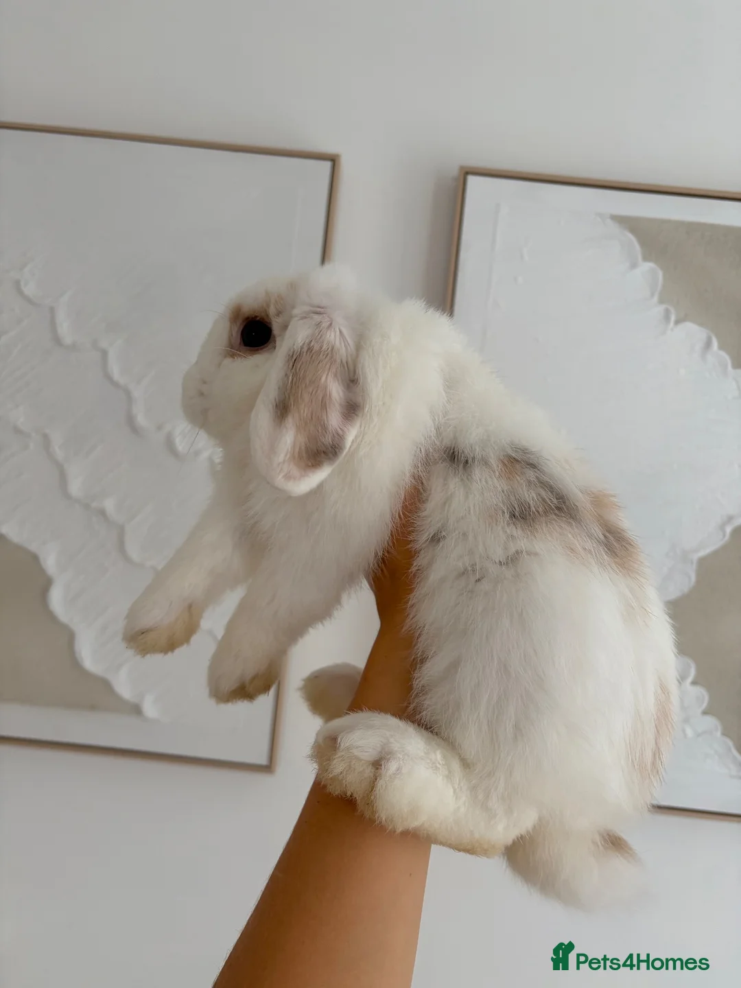 English Lop rabbits for sale: White male rabbit  in Liverpool - Advert 2