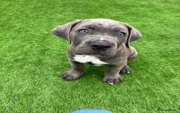 Cane Corso dogs for sale: Cane Corso Pups  - Image 6