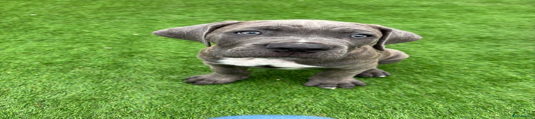 Cane Corso Puppy 2