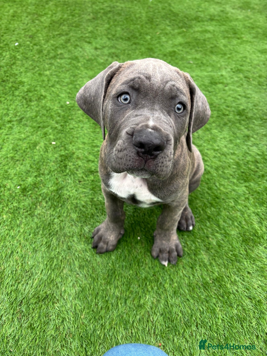 Cane Corso dogs for sale: Cane Corso Pups  - Image 6