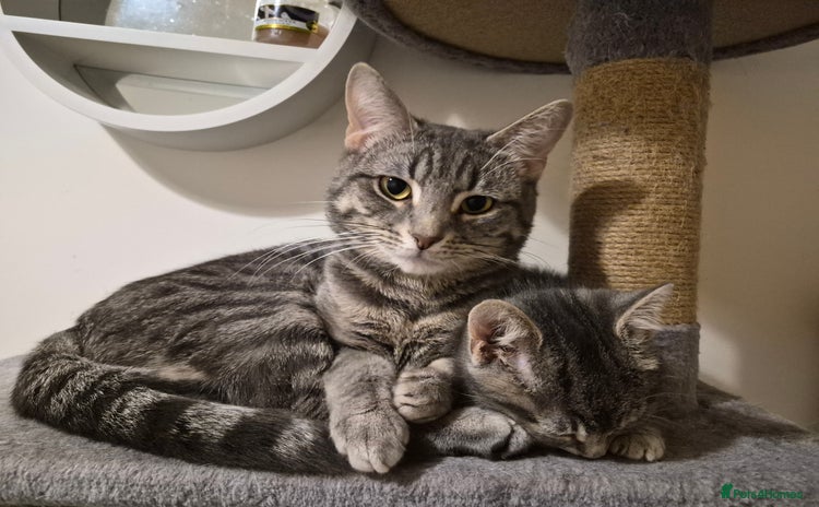 Mixed Breed cats - Advert 6