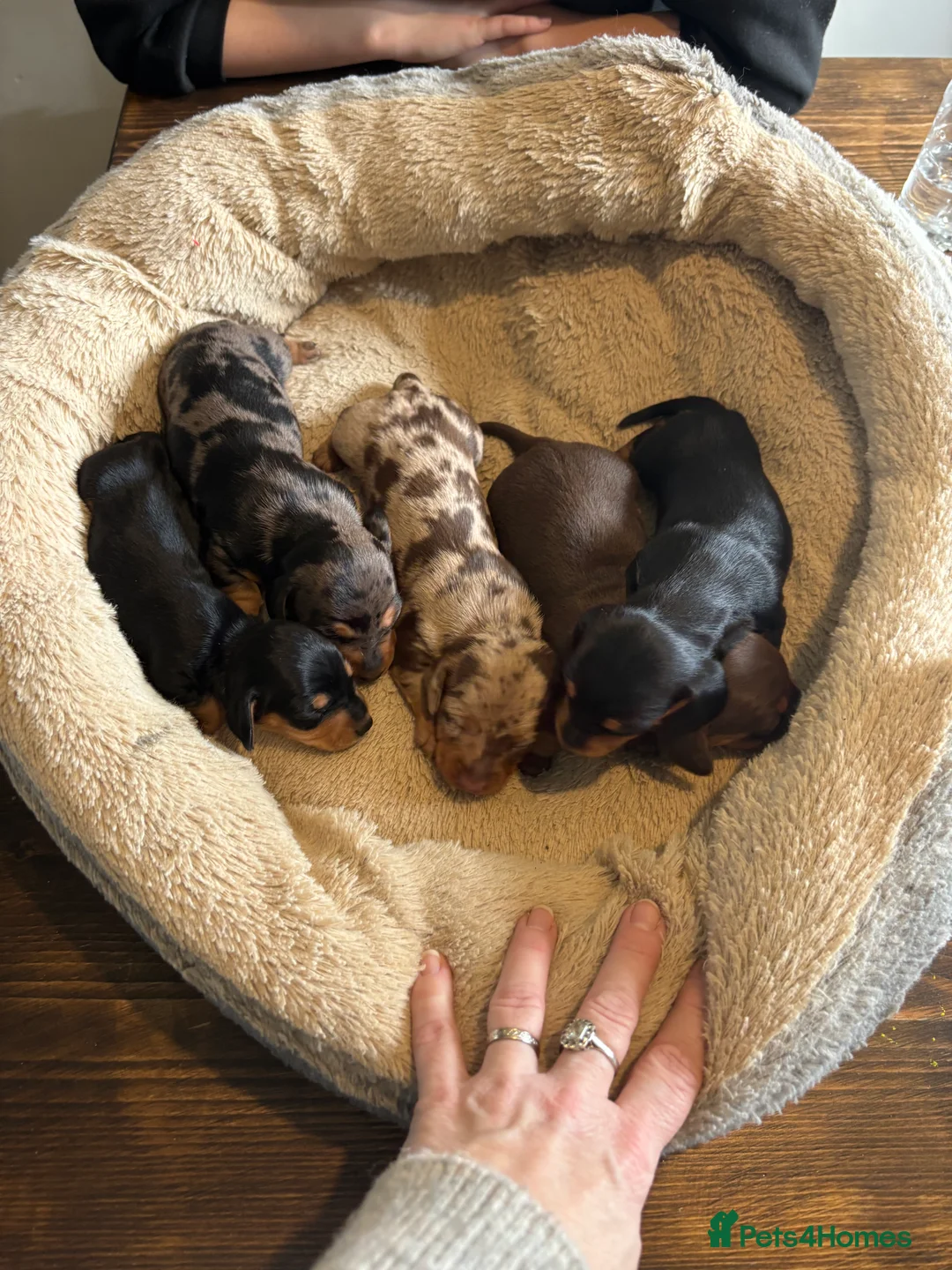 Miniature Dachshund dogs for sale: Miniature dachshund puppies - Advert 5