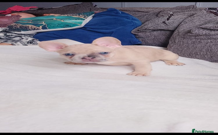 French Bulldog dogs - Advert 1