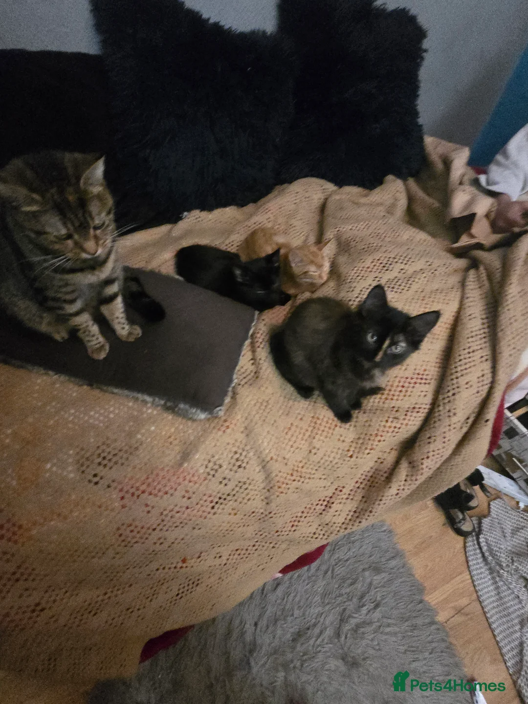 Mixed Breed cats for sale: Kittens for sale  - Advert 9