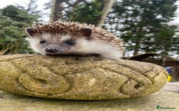 Pygmy Hedgehog rodents for sale: Reverse pinto young girl & dark boy ready now  - Image 7
