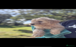 Labradoodle dogs for sale: 🐶 Labradoodle puppies for sale 🐶 - Image 13