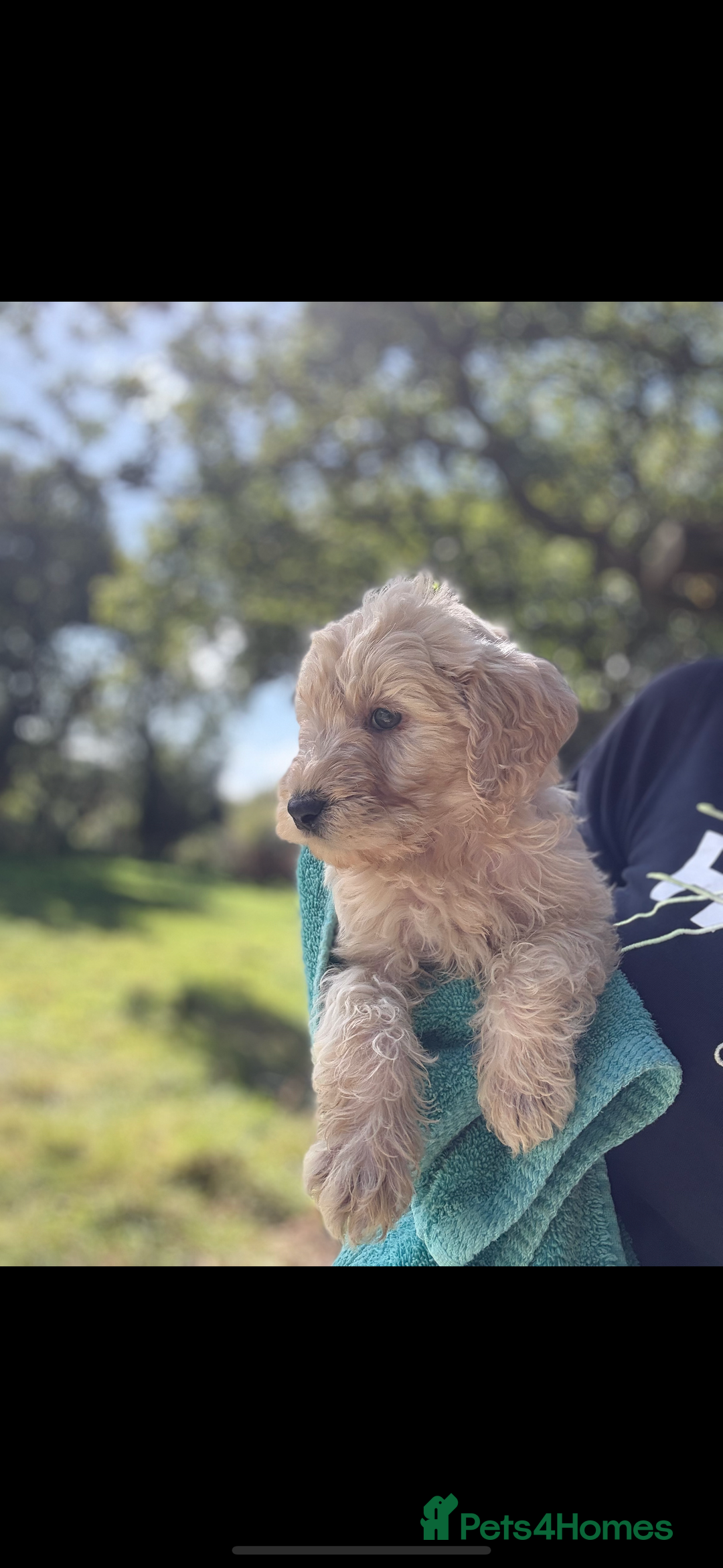 Labradoodle dogs for sale: 🐶 Labradoodle puppies for sale 🐶 - Image 13