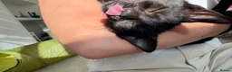 Mixed Breed cats for sale: Two Beautiful Rescue Kittens in London - Advert 11