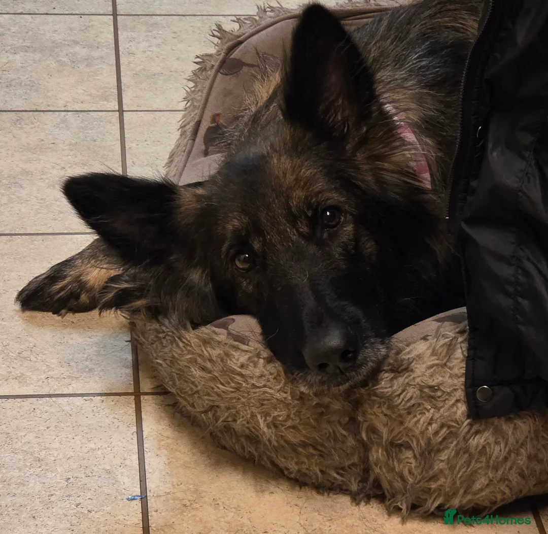 German Shepherd dogs for stud: Stud needed ASAP for my German shepherd - Advert 6