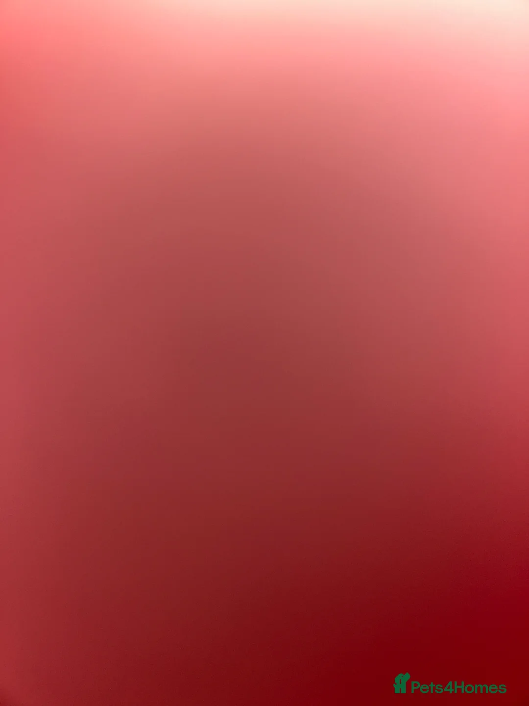 Cavapoochon dogs for sale: Three Cavapoochon Boys left - Advert 13