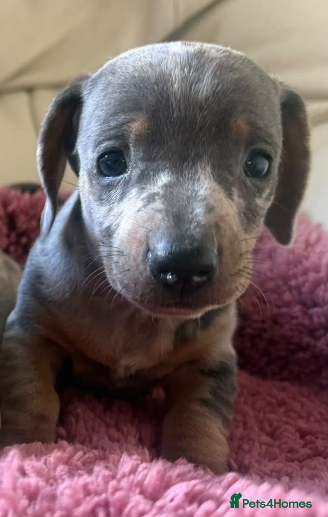 Dachshund dogs for sale: Miniature dachshunds - Advert 1