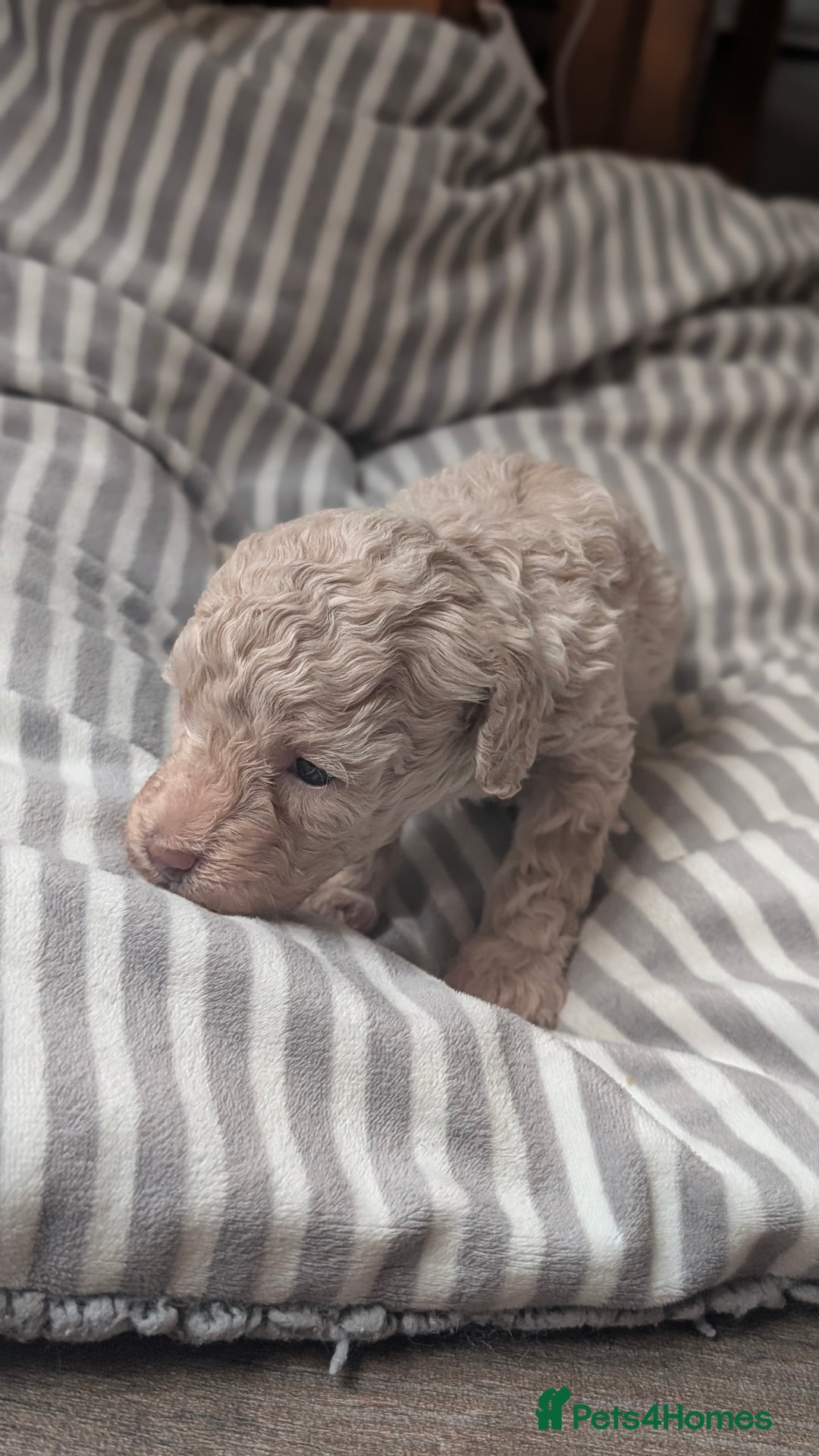 Toy Poodle dogs for sale: Toy poodles Genetic health tested  - Image 7