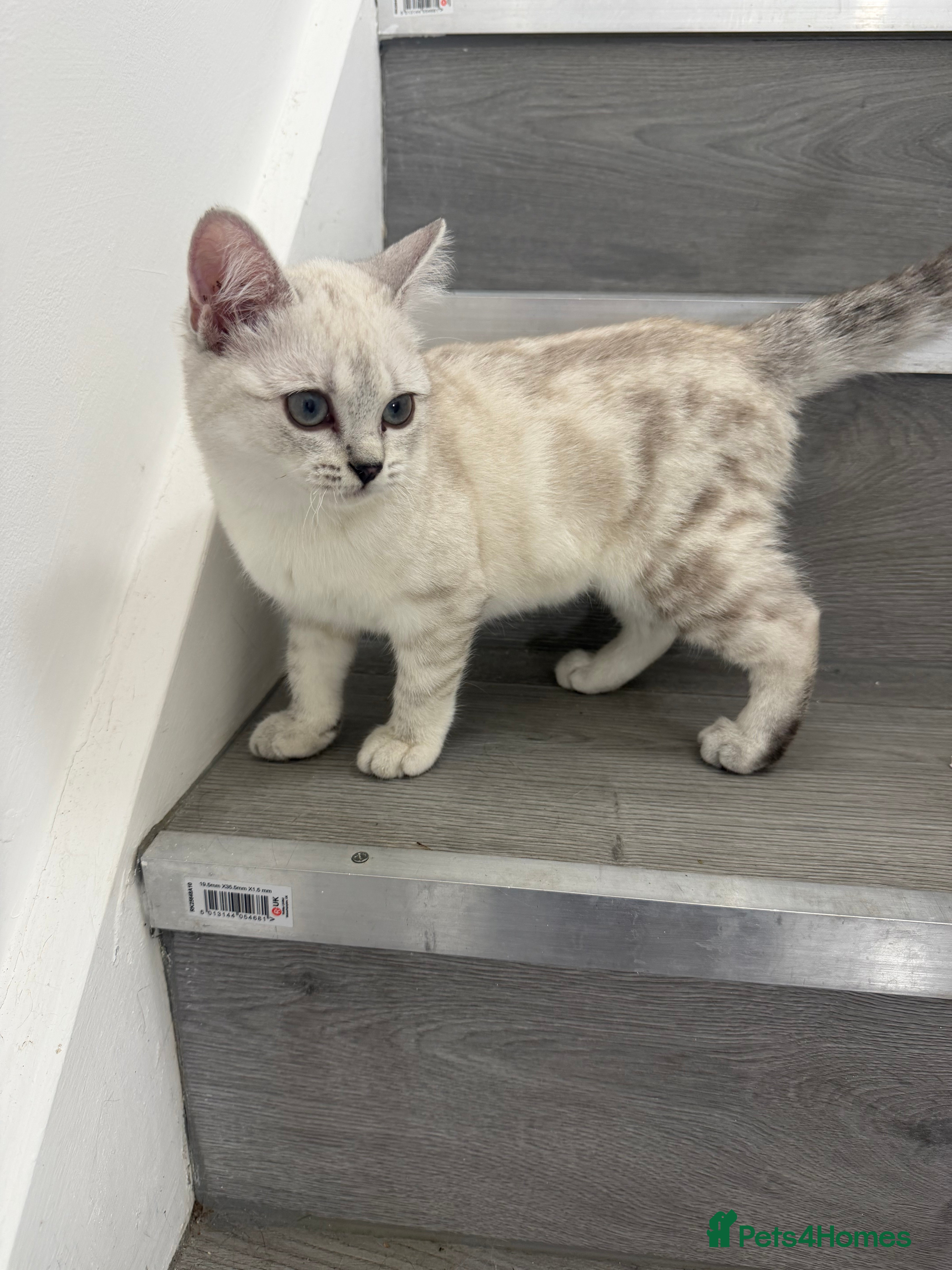 Scottish Fold cats Adorable Scottish Fold/straight Kittens for Sale - Advert 9