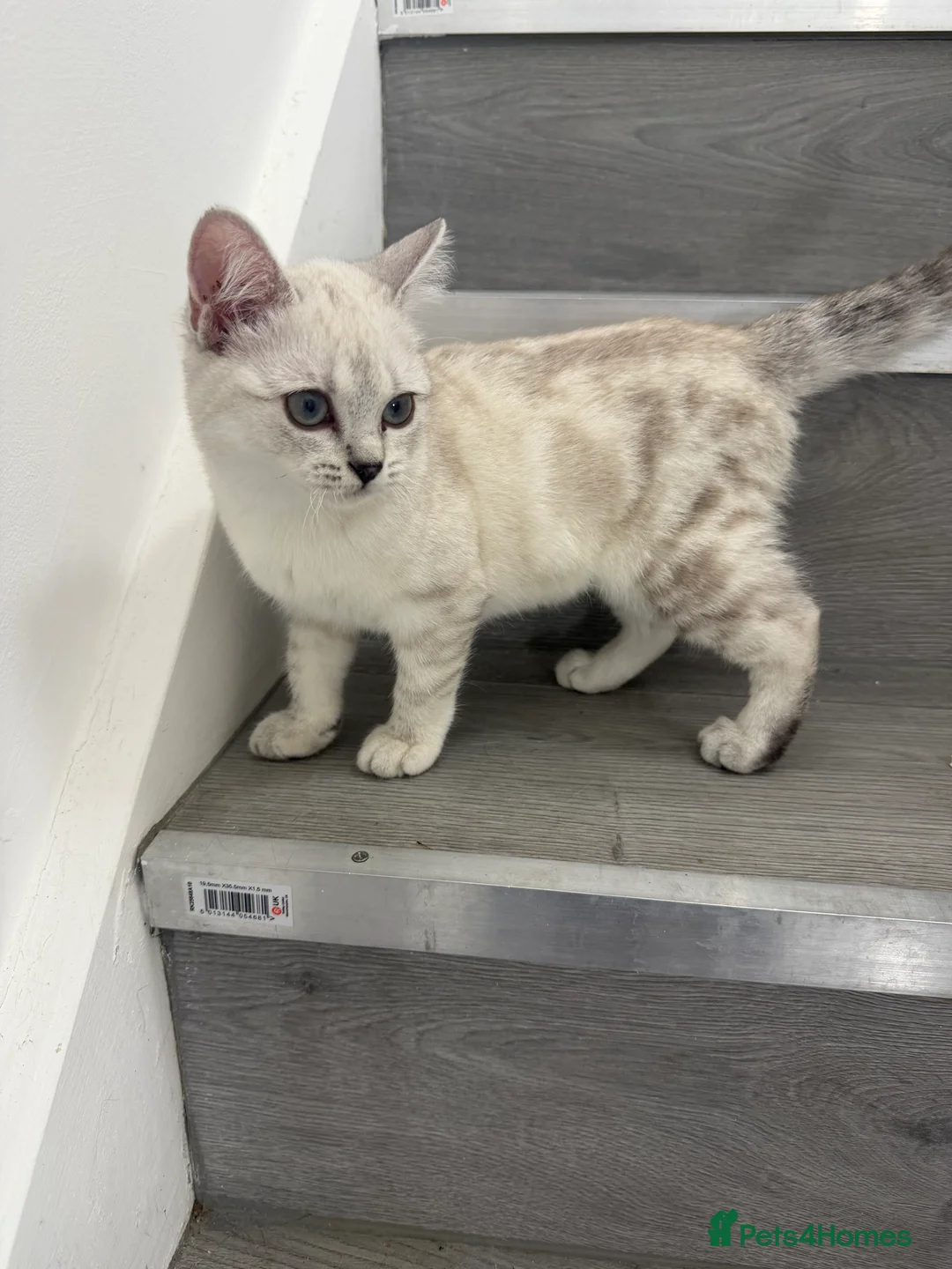 Scottish Fold cats for sale: Adorable Scottish Fold/straight Kittens for Sale - Advert 2