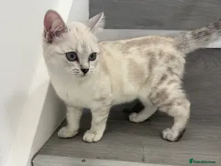 Scottish Fold cats Adorable Scottish Fold/straight Kittens for Sale - Advert 9