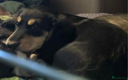 Miniature Dachshund dogs for sale: Just a boy longer coated, healthy Mini Dachshund - Image 31
