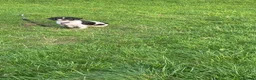 Shih Tzu dogs for sale: Teddy  - Advert 3
