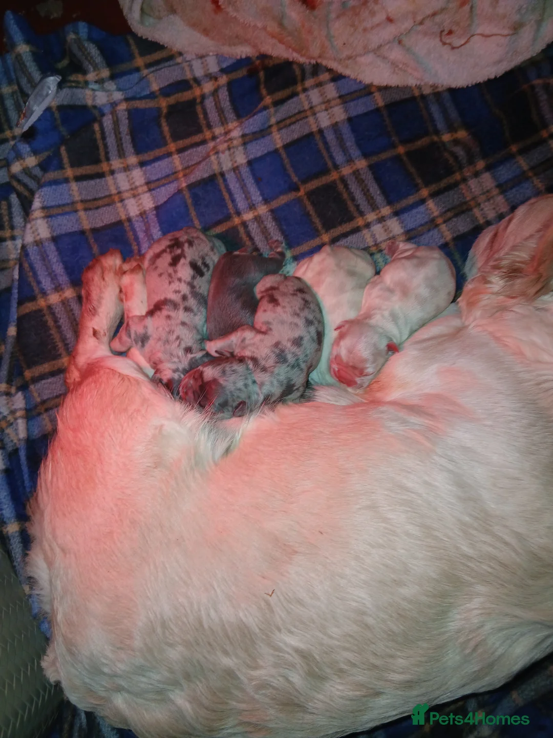 French Bulldog dogs for sale: Fluffy French Bulldog  in Royston - Advert 11