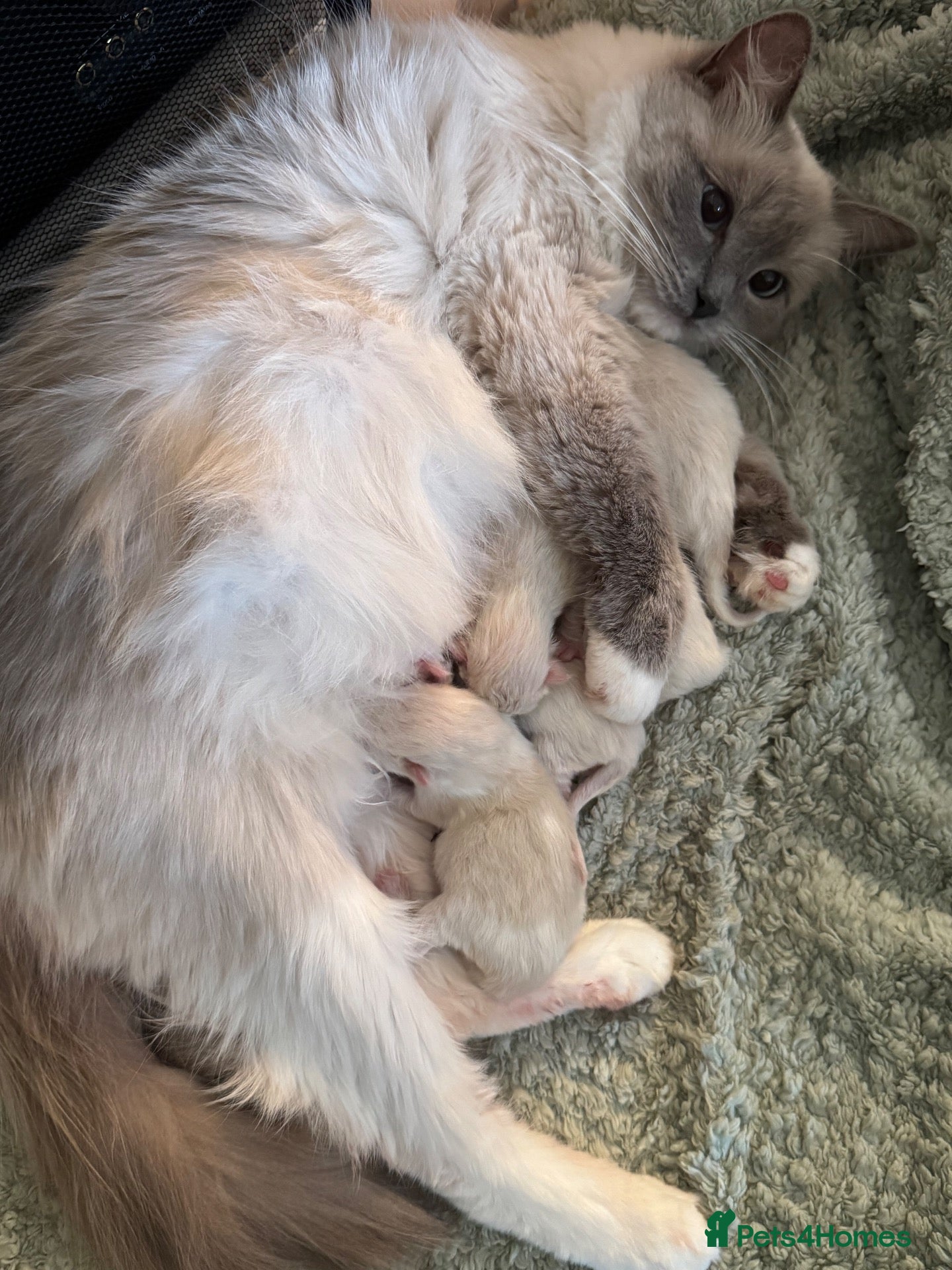 Ragdoll cats GCCF seal bicolour /seal mitted Ragdolls  - Advert 20