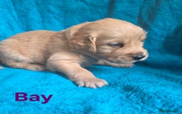 Goldador dogs for sale: Goldador Puppy 5 - Kitanas puppies  - Image 22