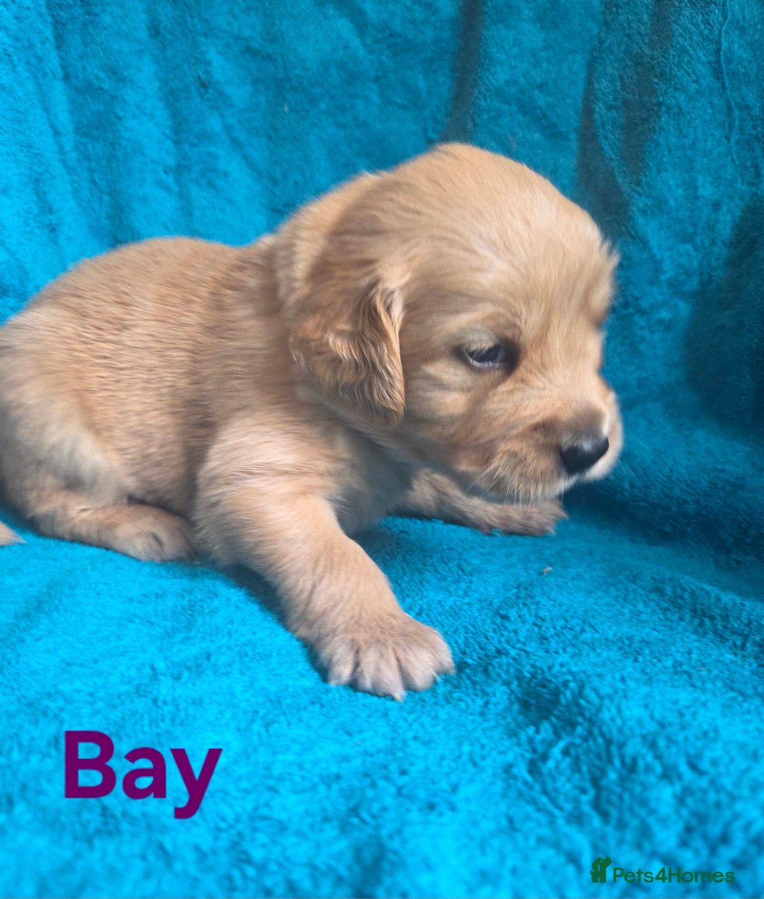 Goldador dogs for sale: Goldador Puppy 5 - Kitanas puppies  - Image 22