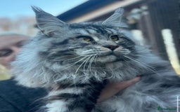 Maine Coon cats for sale: Chunky Russian Mainecoon cubs  - Image 7