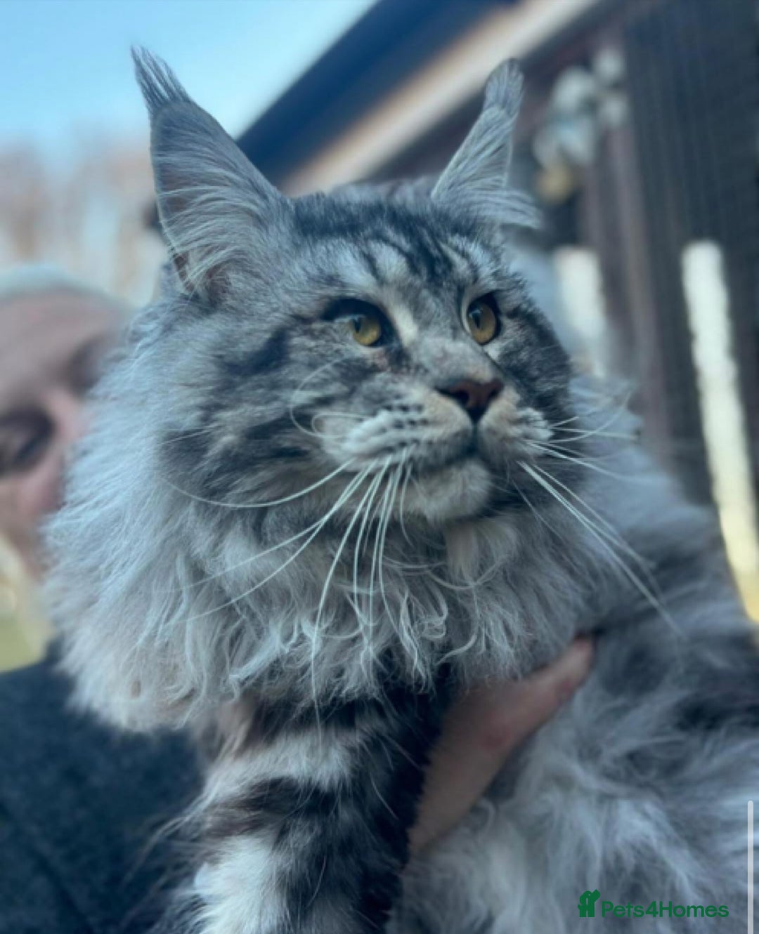 Maine Coon cats for sale: Chunky Russian Mainecoon cubs  - Image 7