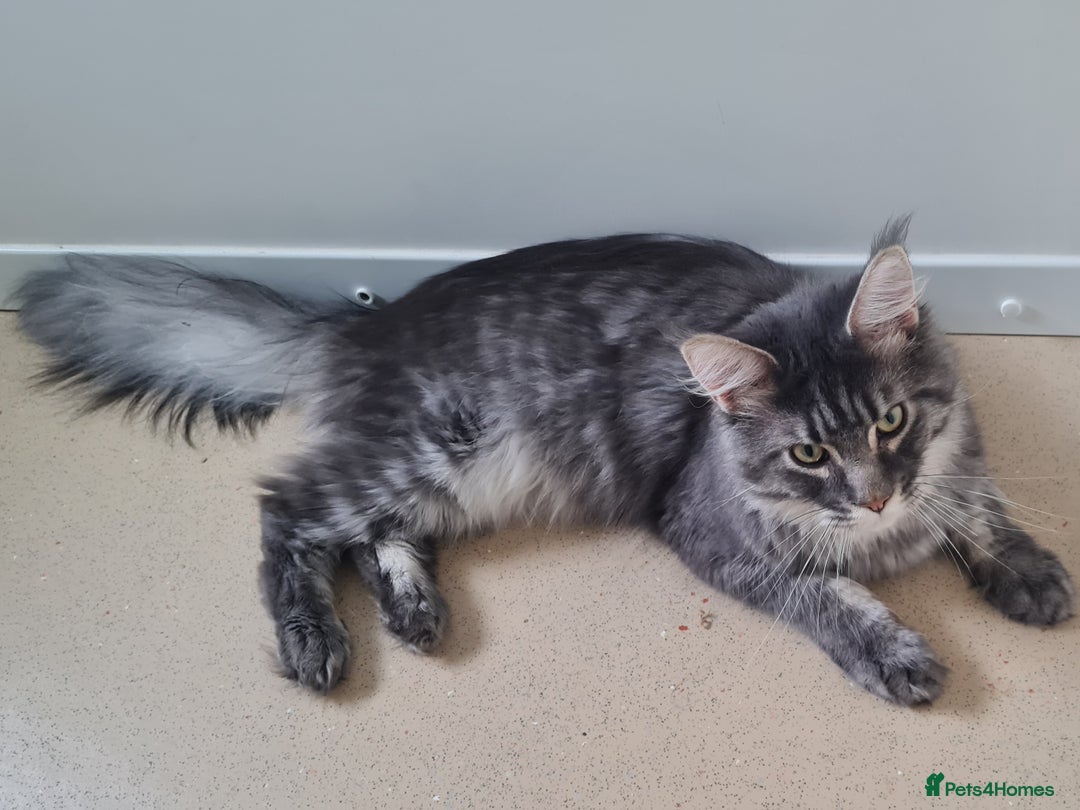Maine Coon cats for sale: Stunning male Mainecoon  - Image 10